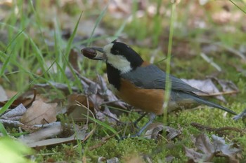 Mon, 4/30/2018 Birding report at 滋賀県近江富士花緑公園