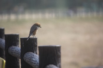 モズ 美南中央公園 2023年2月23日(木)