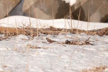 ハギマシコ 春国岱原生野鳥公園(根室) 2023年2月23日(木)