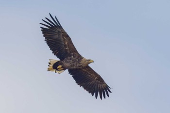 White-tailed Eagle Izunuma Thu, 2/23/2023