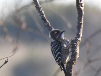 Japanese Pygmy Woodpecker 津久井湖 Mon, 1/9/2023