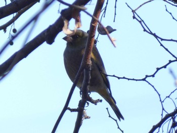 カワラヒワ 津久井湖 2023年1月9日(月)