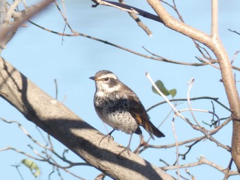 Dusky Thrush 津久井湖 Mon, 1/9/2023