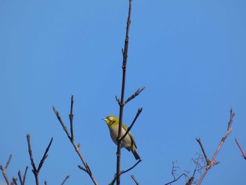 Warbling White-eye 津久井湖 Mon, 1/9/2023