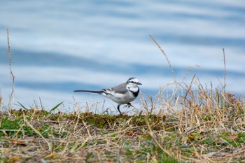 White Wagtail(alba) 祖父江ワイルドネイチャー緑地 Thu, 2/23/2023