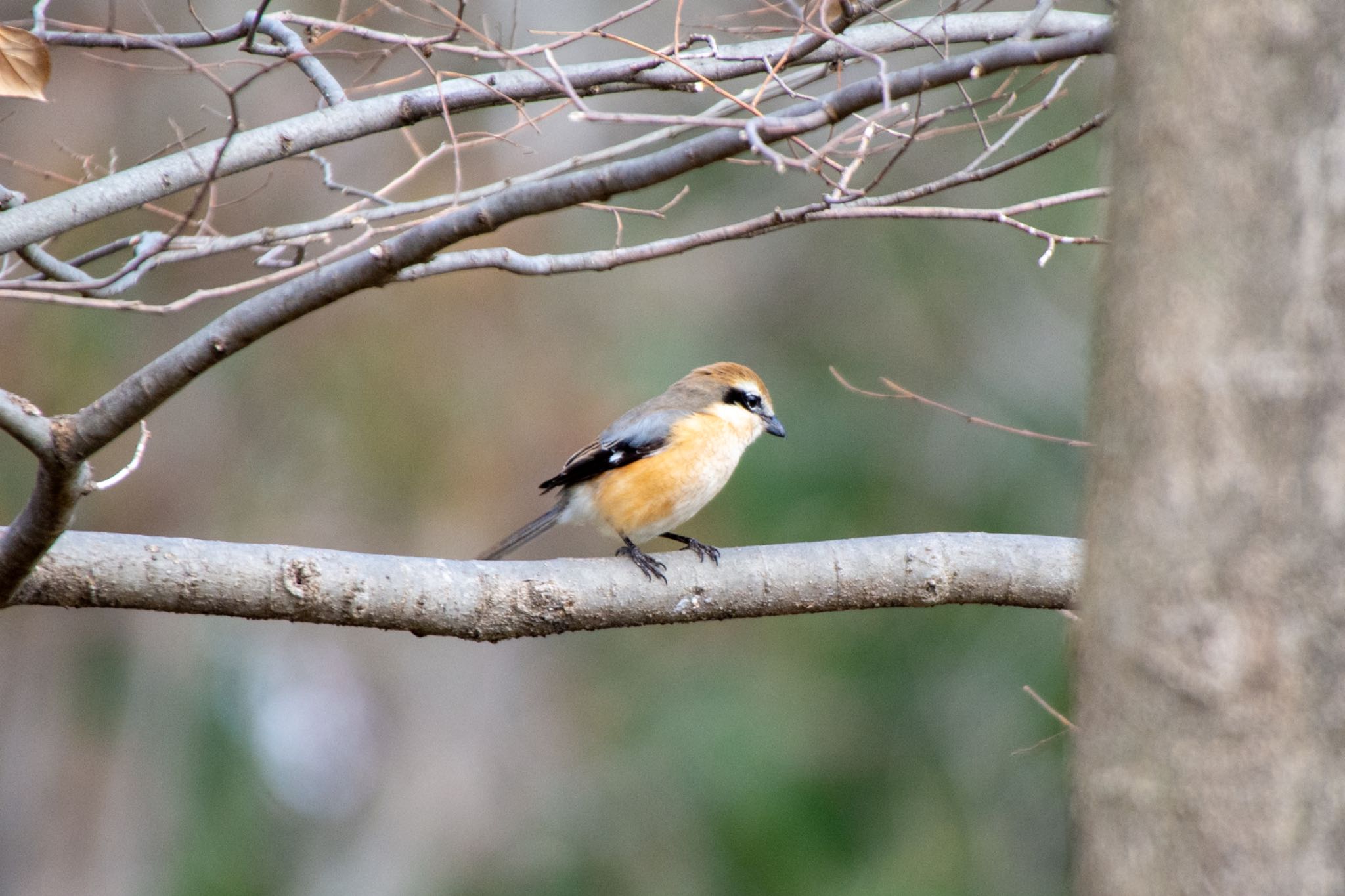 Photo of Bull-headed Shrike at  by ザッキー