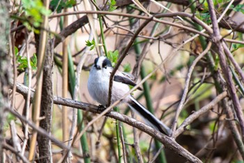 Long-tailed Tit 祖父江ワイルドネイチャー緑地 Thu, 2/23/2023