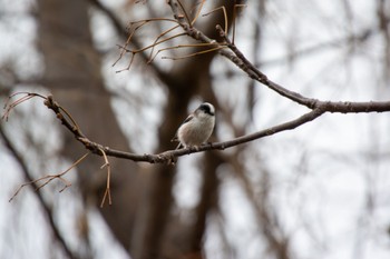 Long-tailed Tit 祖父江ワイルドネイチャー緑地 Thu, 2/23/2023