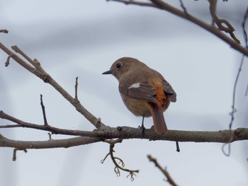 Thu, 2/23/2023 Birding report at 横浜市立金沢自然公園