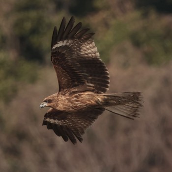 トビ 東京港野鳥公園 2023年2月23日(木)