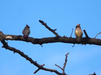 Japanese Waxwing 埼玉 Thu, 2/23/2023