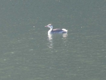 Great Crested Grebe 津久井湖 Mon, 1/9/2023