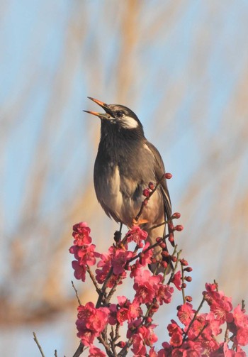 White-cheeked Starling 羽根木公園 Thu, 2/23/2023