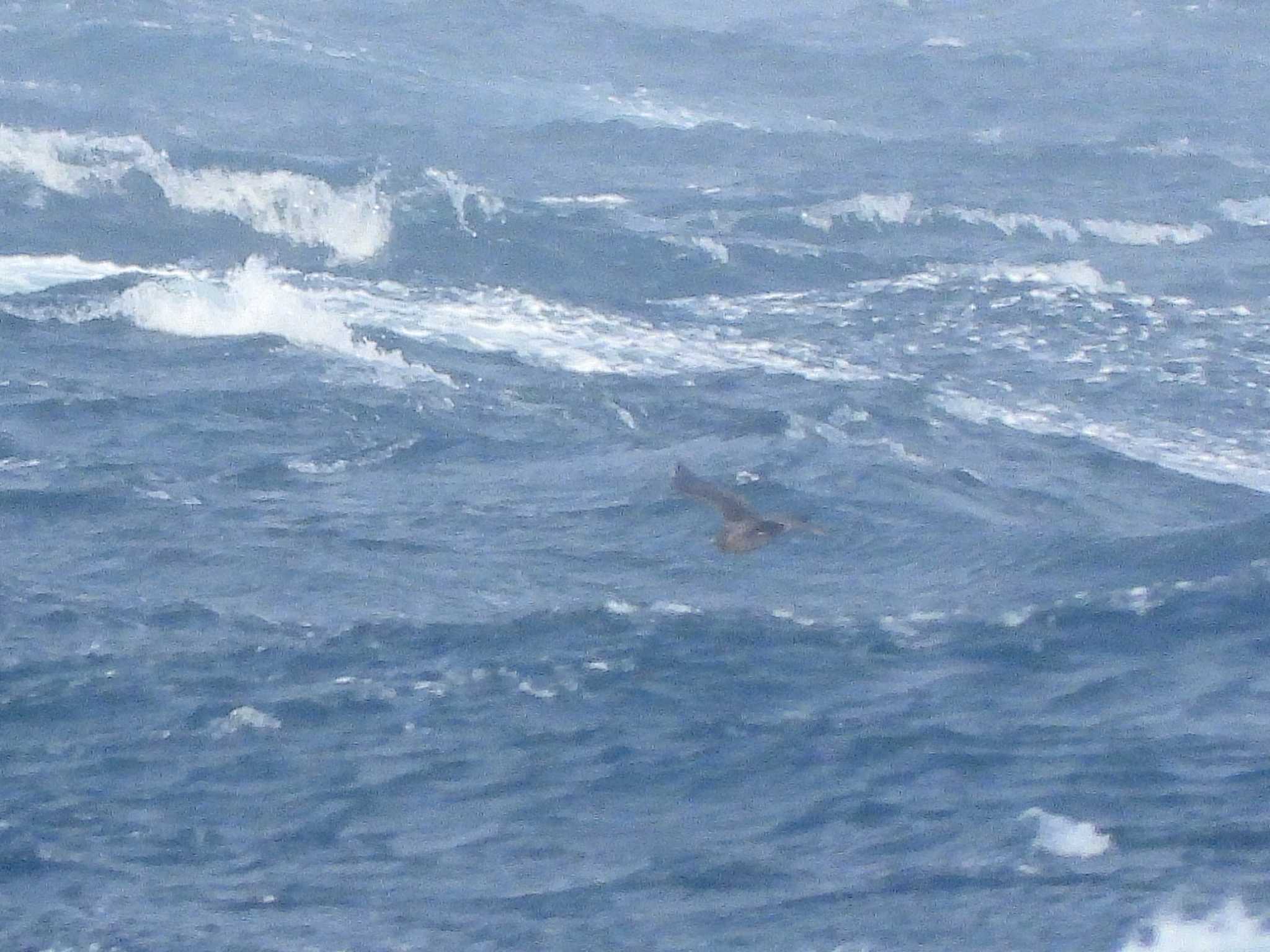 Photo of Pomarine Jaeger at 城ヶ島 by ア