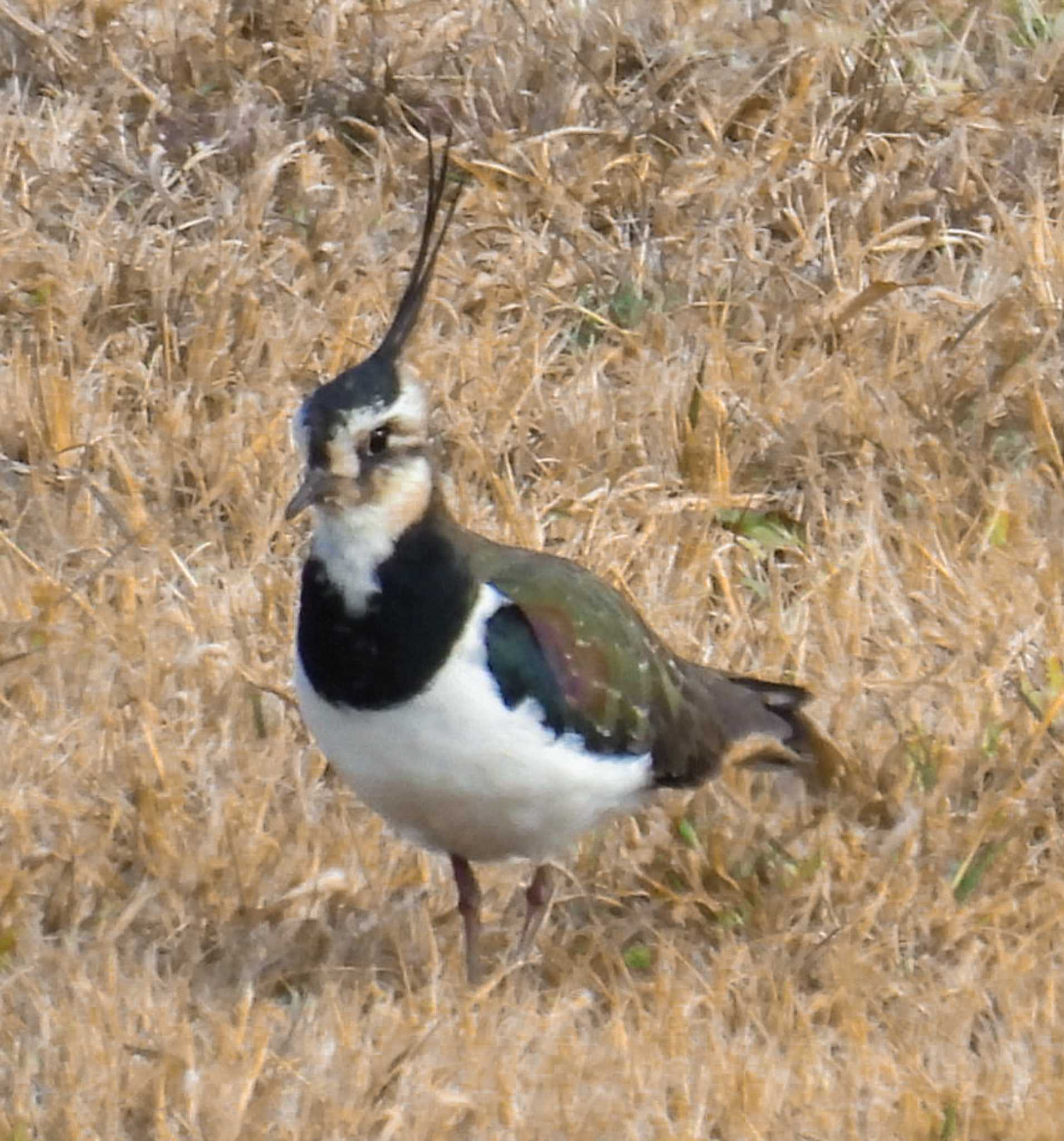 Photo of Northern Lapwing at 松阪市 櫛田川河口 by aquilla
