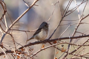 Eurasian Wryneck 静岡県 Sun, 1/29/2023