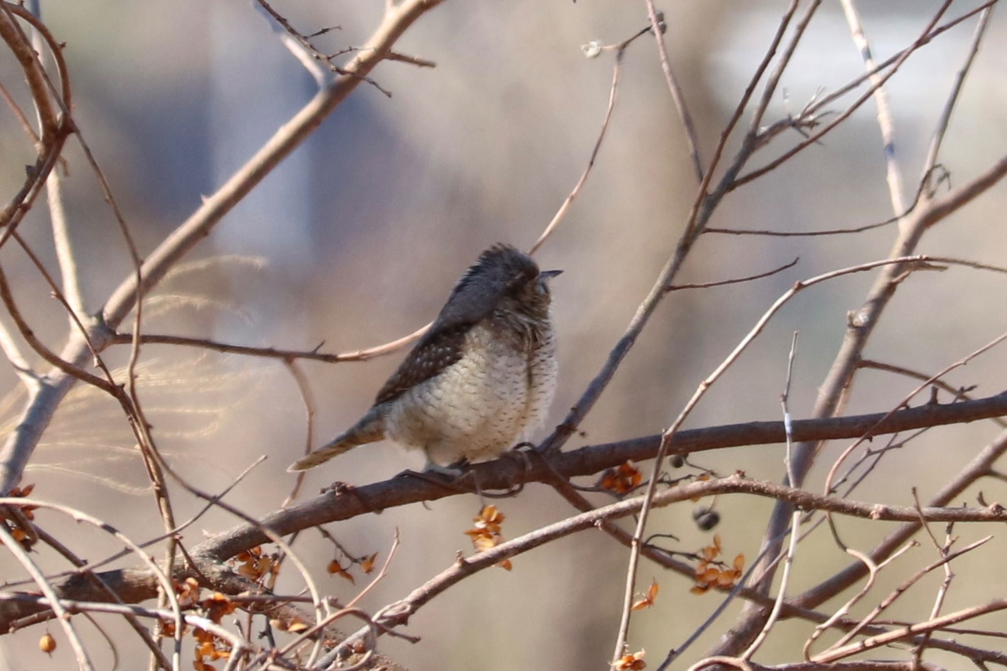 Eurasian Wryneck