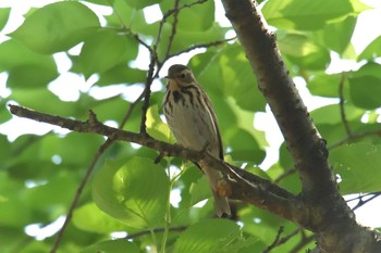 Water Pipit 滋賀県近江富士花緑公園 Mon, 4/30/2018