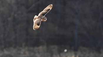 2023年2月23日(木) 佐久広域(八千穂高原&南牧村)の野鳥観察記録