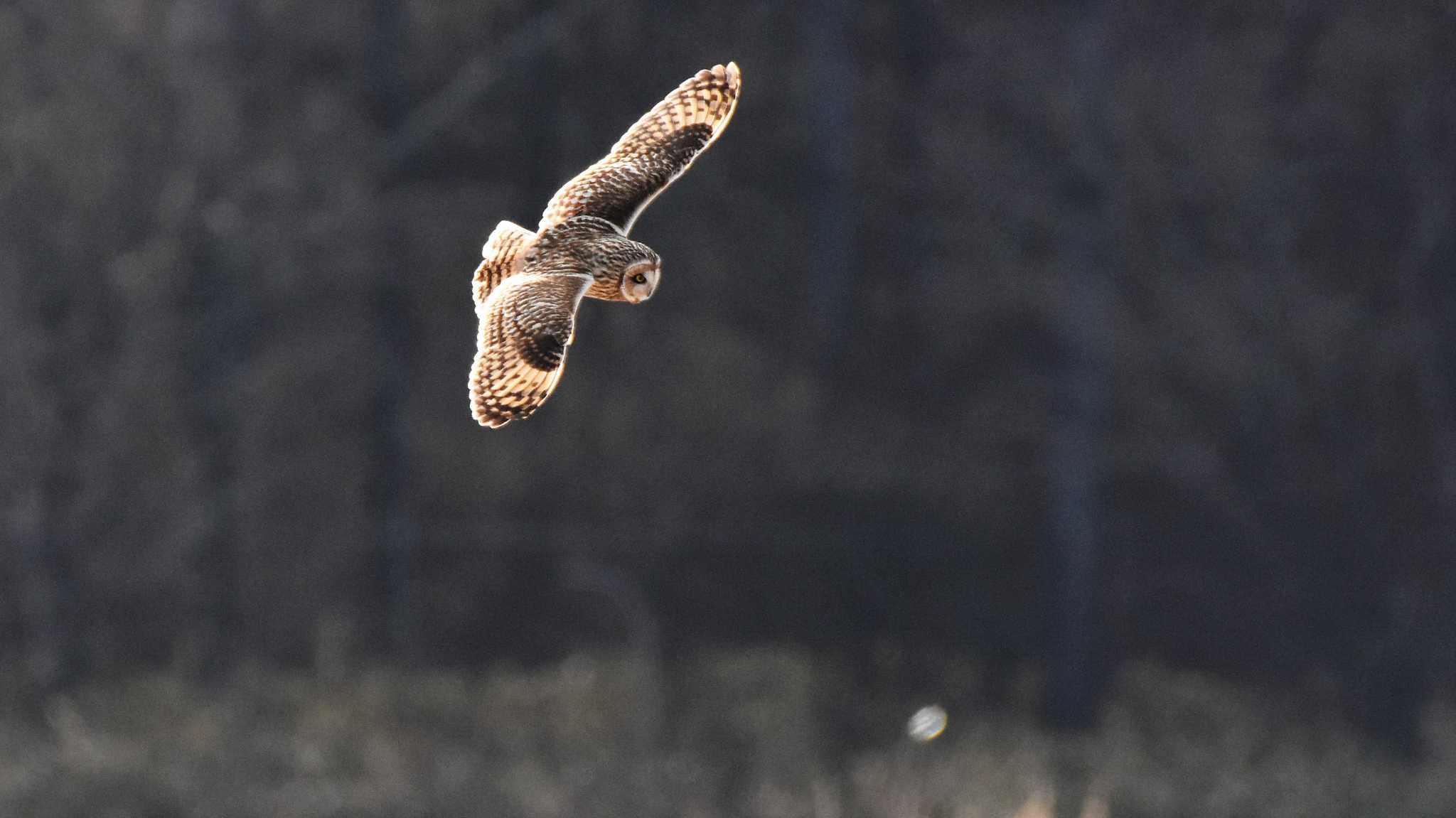 佐久広域(八千穂高原&南牧村) コミミズクの写真 by ao1000