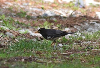 クロツグミ 場所が不明 2018年4月30日(月)