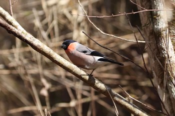 Eurasian Bullfinch 静岡県 Thu, 2/23/2023