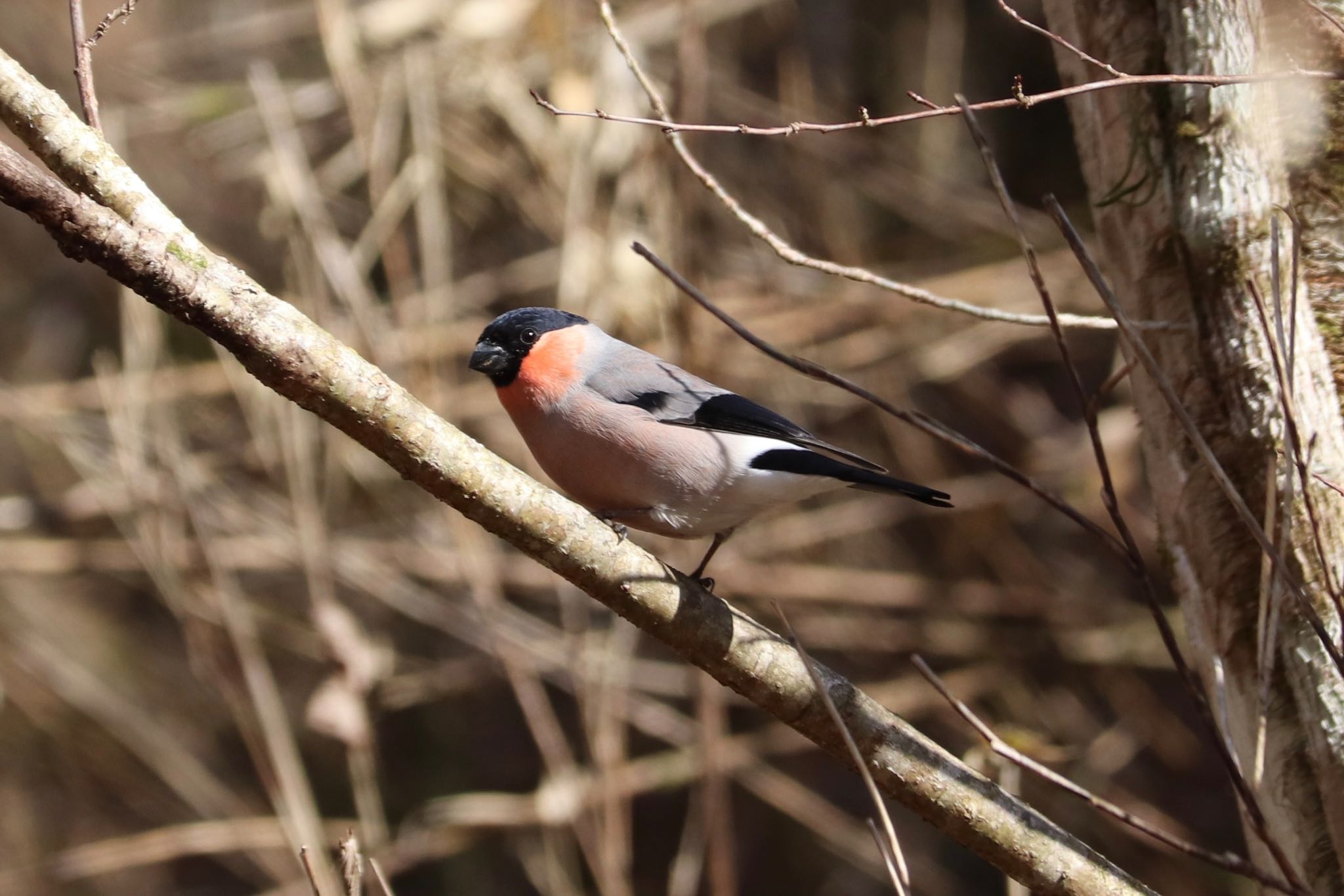 Eurasian Bullfinch