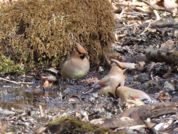 Japanese Waxwing 静岡県 Thu, 2/23/2023