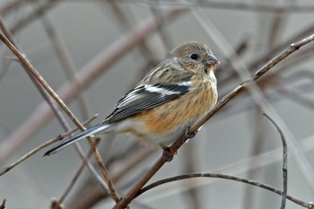 ベニマシコ 青葉山公園 2023年2月23日(木)