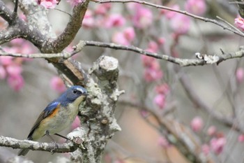 2023年2月23日(木) 大阪府の野鳥観察記録