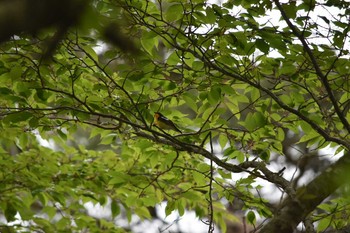 キビタキ 神戸市立森林植物園 2018年4月30日(月)