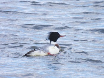 Red-breasted Merganser 津市 安濃川河口 Thu, 2/23/2023