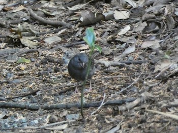 2023年2月5日(日) 静岡県の野鳥観察記録