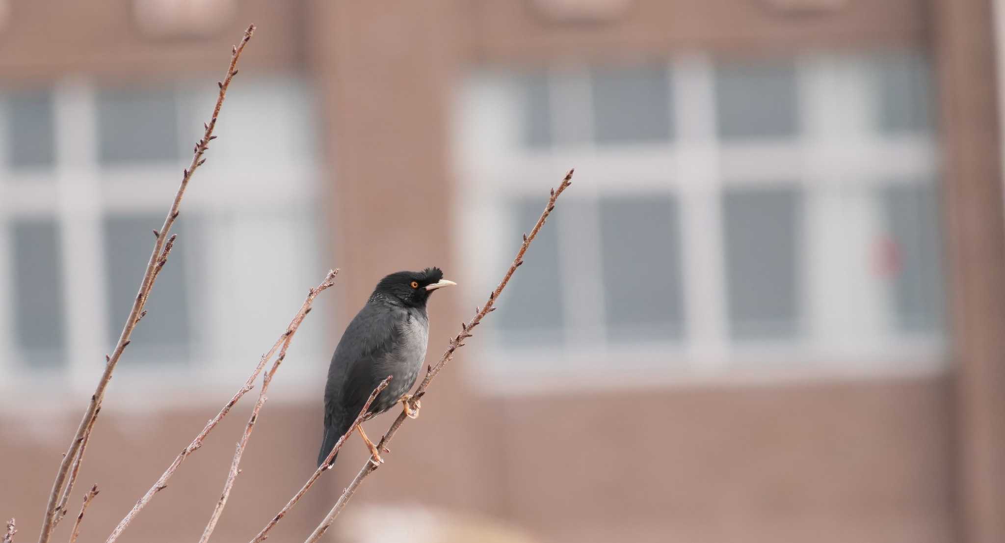 Crested Myna