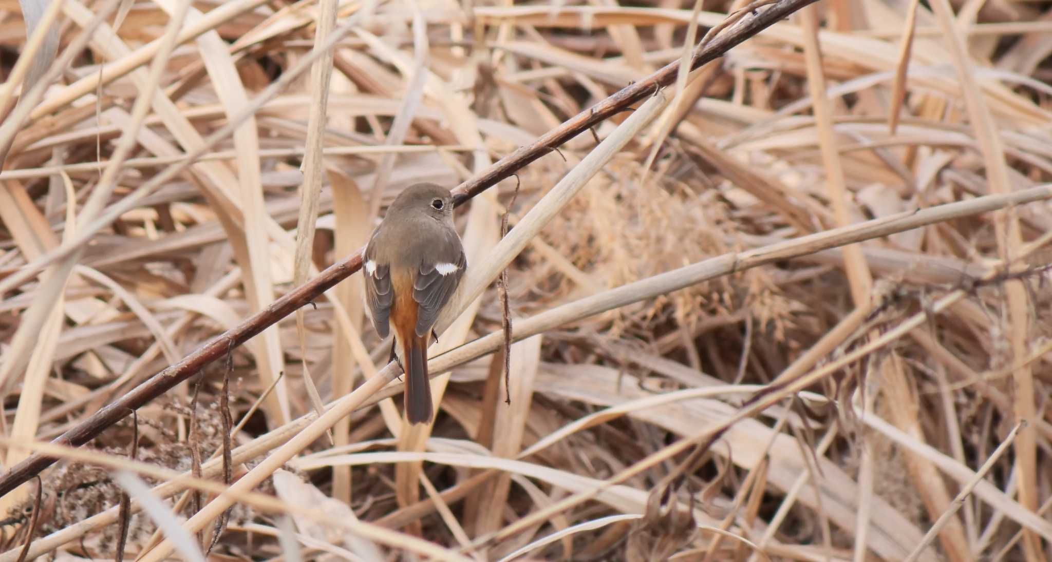 Daurian Redstart