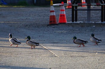 Mallard 江津湖 Tue, 2/21/2023