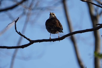 White-cheeked Starling 江津湖 Tue, 2/21/2023