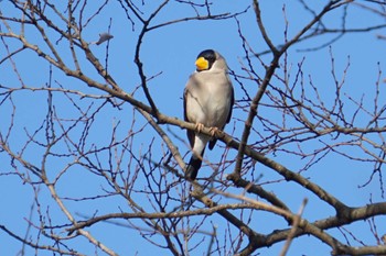 Japanese Grosbeak 江津湖 Tue, 2/21/2023