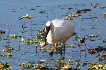 Eurasian Spoonbill 江津湖 Tue, 2/21/2023