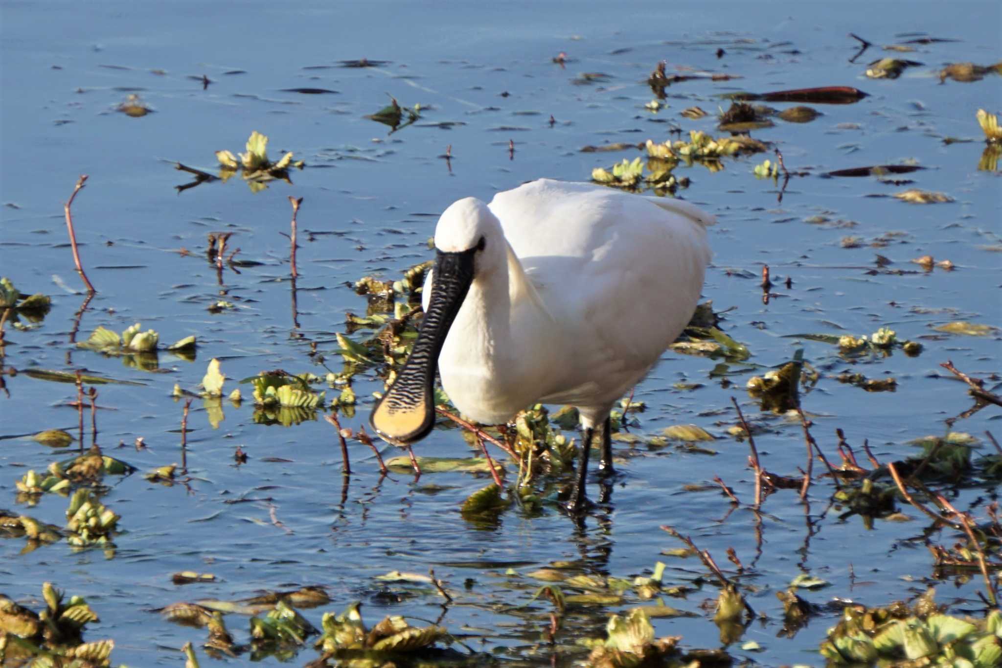 Photo of Eurasian Spoonbill at 江津湖 by Joh