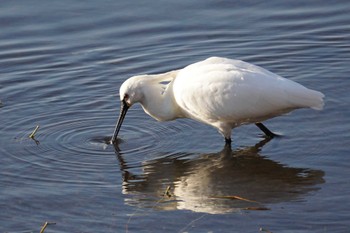 Eurasian Spoonbill 江津湖 Tue, 2/21/2023