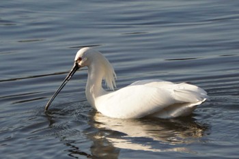 Eurasian Spoonbill 江津湖 Tue, 2/21/2023