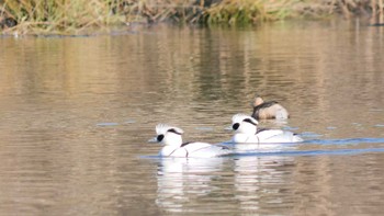 2023年2月21日(火) 淀川河川公園の野鳥観察記録