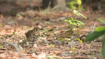 2023年2月23日(木) 大阪城公園の野鳥観察記録