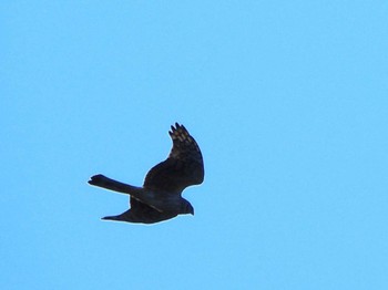 2023年1月2日(月) 坂田ヶ池総合公園の野鳥観察記録