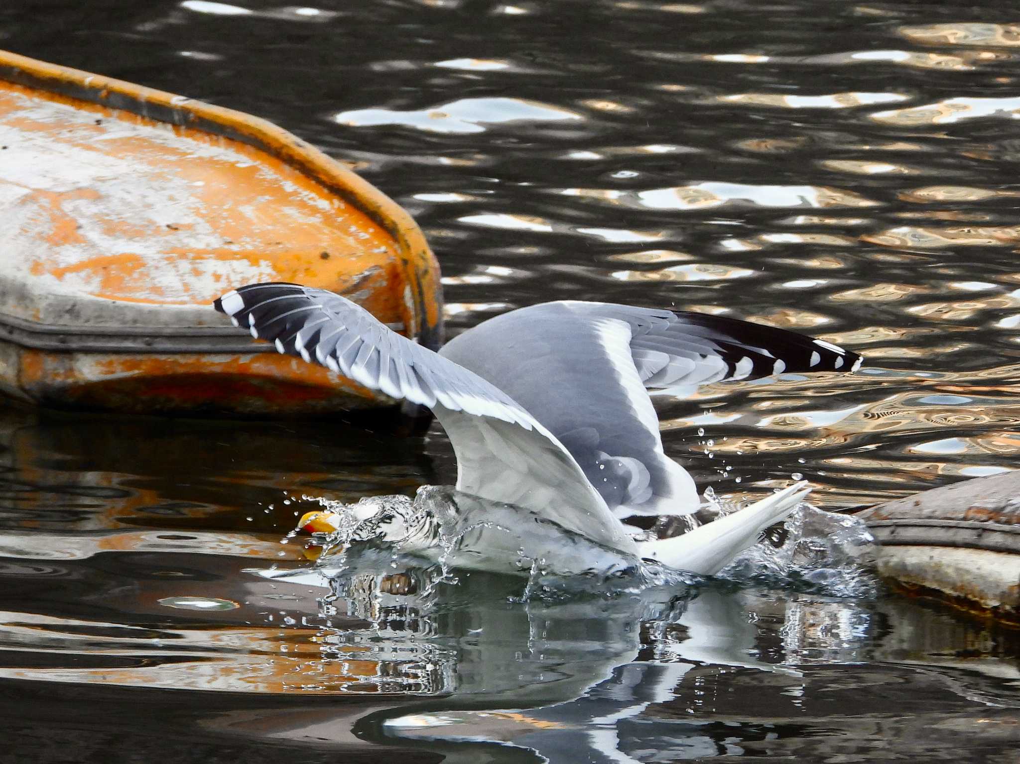 Vega Gull