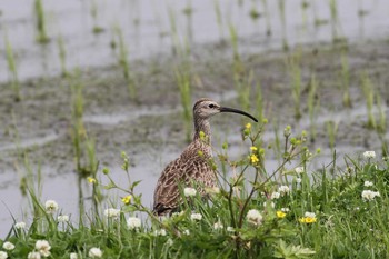 2018年4月30日(月) 五主海岸の野鳥観察記録