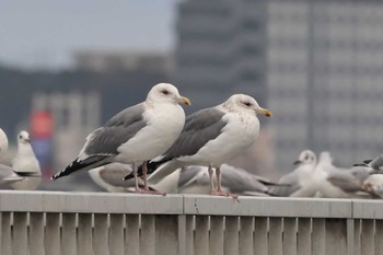 Vega Gull 茨城県 Thu, 2/23/2023