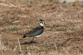 2023年2月23日(木) 平塚田んぼの野鳥観察記録