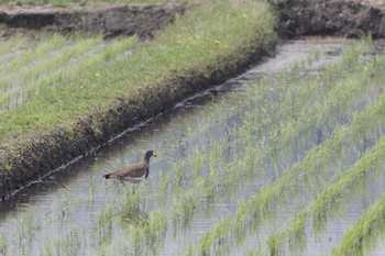 ケリ 五主海岸 2018年4月30日(月)